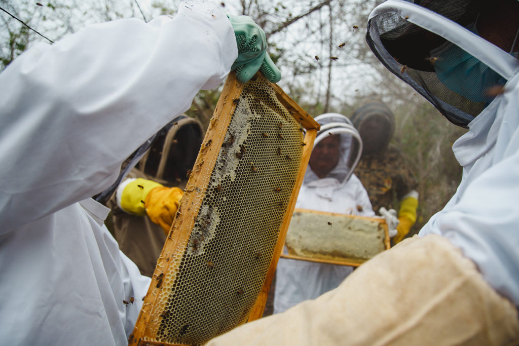 Beekeepers in Honduras tend to beehives.