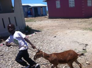 A boy pulls at a goat in the Friendship Love Village of Cap Haitian, Haiti.