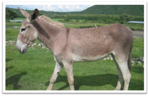 Here's a female "Mammoth Jennet." Males are called "Mammoth Jacks." 