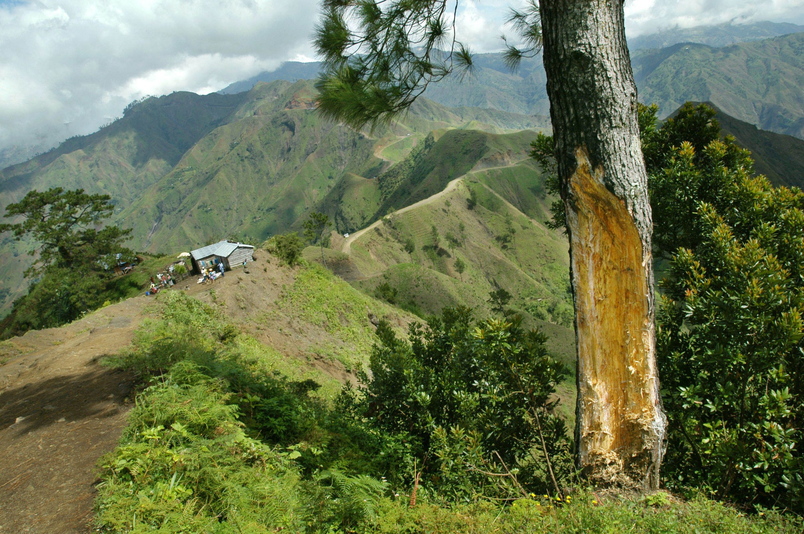 Reforesting Haiti