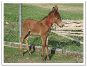 This is "Matilde," who might be the cutest mammoth mule in all of Honduras!