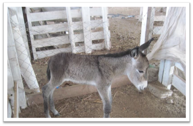 Horse (and Mule) Power for Honduras