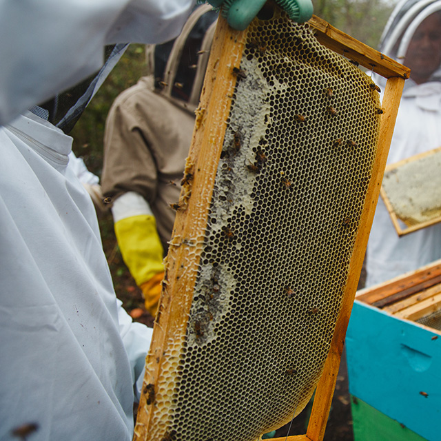 Beekeepers in Honduras tend to beehives
